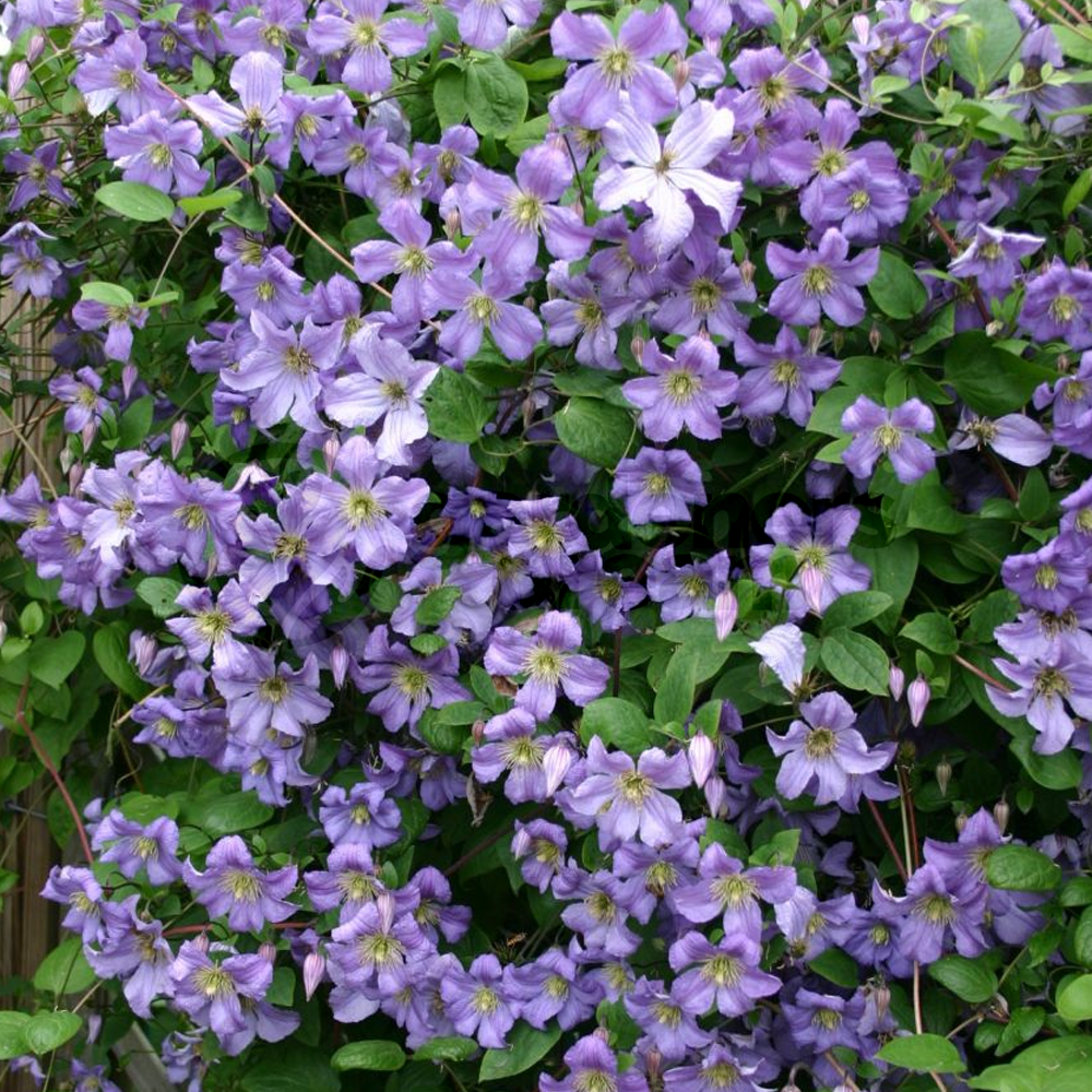 Clematis viticella 'Prince Charles'